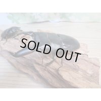 新成虫☆F5☆アチェ産☆スマトラオオヒラタクワガタ♂89ミリ♀50ミリペア販売！！