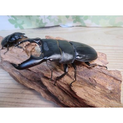 画像1: 新成虫☆F5☆アチェ産☆スマトラオオヒラタクワガタ♂89ミリ♀51ミリペア販売！！