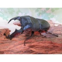 新成虫☆F5☆アチェ産☆スマトラオオヒラタクワガタ♂88ミリ♀50ミリペア販売！！