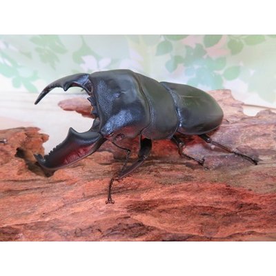 画像1: 新成虫☆F5☆アチェ産☆スマトラオオヒラタクワガタ♂88ミリ♀50ミリペア販売！！