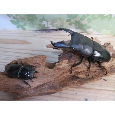 画像5: 大型新成虫☆アチェ産☆スマトラオオヒラタクワガタ♂101ミリ♀52ミリペア販売！！