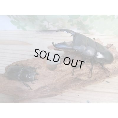 画像5: 大型新成虫☆アチェ産☆スマトラオオヒラタクワガタ♂101ミリ♀53ミリペア販売！！
