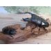 画像5: 大型新成虫☆アチェ産☆スマトラオオヒラタクワガタ♂101ミリ♀52ミリペア販売！！ (5)