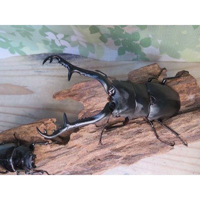 画像2: ☆新成虫☆ギラファノコギリクワガタ（亜種ケイスケ）♂104ミリ♀54ミリペア販売！！