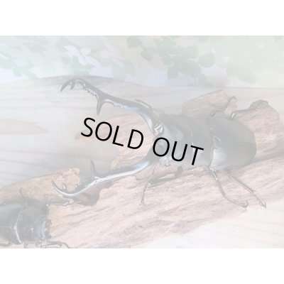 画像2: ☆新成虫☆ギラファノコギリクワガタ（亜種ケイスケ）♂104ミリ♀54ミリペア販売！！