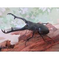 ☆新成虫☆ギラファノコギリクワガタ（亜種ケイスケ）♂104ミリ♀54ミリペア販売！！