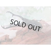 ☆新成虫☆ギラファノコギリクワガタ（亜種ケイスケ）♂104ミリ♀54ミリペア販売！！