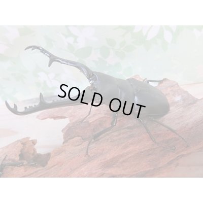 画像1: ☆新成虫☆ギラファノコギリクワガタ（亜種ケイスケ）♂104ミリ♀54ミリペア販売！！