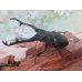 画像1: ☆新成虫☆ギラファノコギリクワガタ（亜種ケイスケ）♂104ミリ♀54ミリペア販売！！ (1)