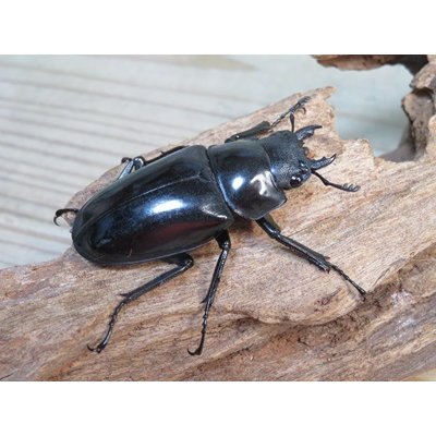 画像4: ☆新成虫☆ギラファノコギリクワガタ（亜種ダイスケ）♂103ミリ♀54ミリペア販売！！