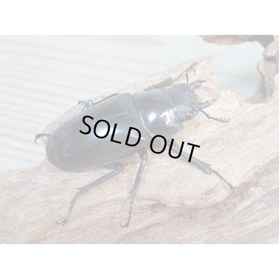 画像4: ☆新成虫☆ギラファノコギリクワガタ（亜種ダイスケ）♂103ミリ♀54ミリペア販売！！