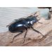 画像4: ☆新成虫☆ギラファノコギリクワガタ（亜種ダイスケ）♂103ミリ♀54ミリペア販売！！ (4)