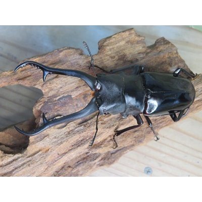 画像2: ☆新成虫☆ギラファノコギリクワガタ（亜種ダイスケ）♂103ミリ♀54ミリペア販売！！