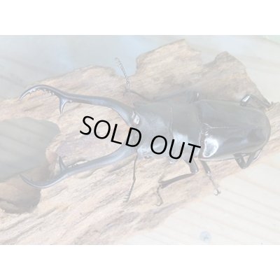 画像2: ☆新成虫☆ギラファノコギリクワガタ（亜種ダイスケ）♂103ミリ♀54ミリペア販売！！