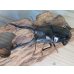画像2: ☆新成虫☆ギラファノコギリクワガタ（亜種ダイスケ）♂103ミリ♀54ミリペア販売！！ (2)