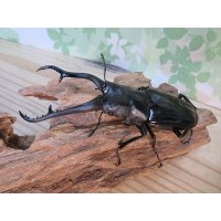☆新成虫☆ギラファノコギリクワガタ（亜種ダイスケ）♂103ミリ♀54ミリペア販売！！