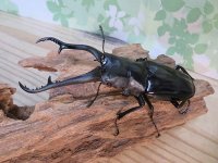 ☆新成虫☆ギラファノコギリクワガタ（亜種ダイスケ）♂103ミリ♀54ミリペア販売！！