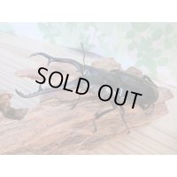 ☆新成虫☆ギラファノコギリクワガタ（亜種ダイスケ）♂103ミリ♀54ミリペア販売！！