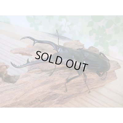 画像1: ☆新成虫☆ギラファノコギリクワガタ（亜種ダイスケ）♂103ミリ♀54ミリペア販売！！