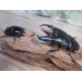 画像5: 新成虫☆F5☆アチェ産☆スマトラオオヒラタクワガタ♂89ミリ♀51ミリペア販売！！ (5)