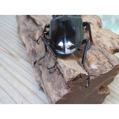 画像3: ☆新成虫☆ギラファノコギリクワガタ（亜種ダイスケ）♂103ミリ♀54ミリペア販売！！