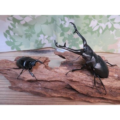 画像5: ☆新成虫☆ギラファノコギリクワガタ（亜種ケイスケ）♂104ミリ♀54ミリペア販売！！