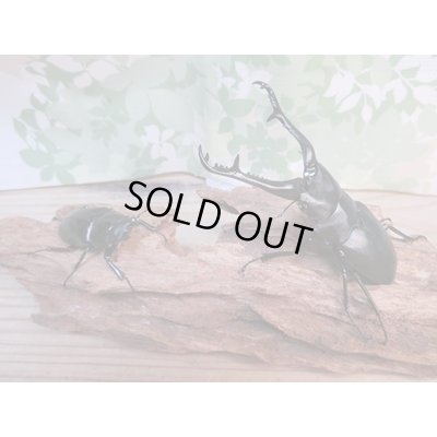 画像5: ☆新成虫☆ギラファノコギリクワガタ（亜種ケイスケ）♂104ミリ♀54ミリペア販売！！
