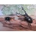 画像5: ☆新成虫☆ギラファノコギリクワガタ（亜種ケイスケ）♂104ミリ♀54ミリペア販売！！ (5)