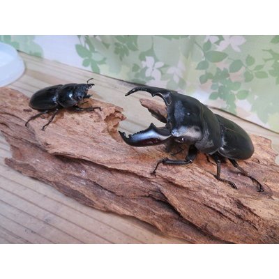 画像5: 新成虫☆F5☆アチェ産☆スマトラオオヒラタクワガタ♂88ミリ♀50ミリペア販売！！