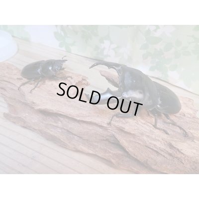 画像5: 新成虫☆F5☆アチェ産☆スマトラオオヒラタクワガタ♂88ミリ♀50ミリペア販売！！