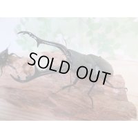 ☆新成虫☆ギラファノコギリクワガタ（亜種ケイスケ）♂100ミリ♀48ミリペア販売！！
