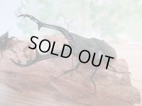 ☆新成虫☆ギラファノコギリクワガタ（亜種ケイスケ）♂100ミリ♀48ミリペア販売！！