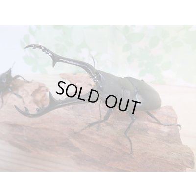 画像1: ☆新成虫☆ギラファノコギリクワガタ（亜種ケイスケ）♂100ミリ♀48ミリペア販売！！
