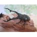 画像1: ☆新成虫☆ギラファノコギリクワガタ（亜種ケイスケ）♂100ミリ♀48ミリペア販売！！ (1)