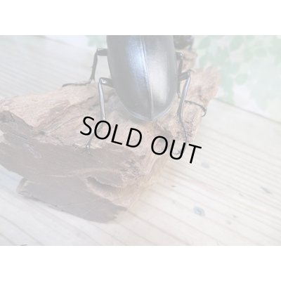 画像3: ☆新成虫☆ギラファノコギリクワガタ（亜種ケイスケ）♂100ミリ♀48ミリペア販売！！