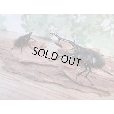 画像5: ☆新成虫☆ギラファノコギリクワガタ（亜種ケイスケ）♂100ミリ♀48ミリペア販売！！
