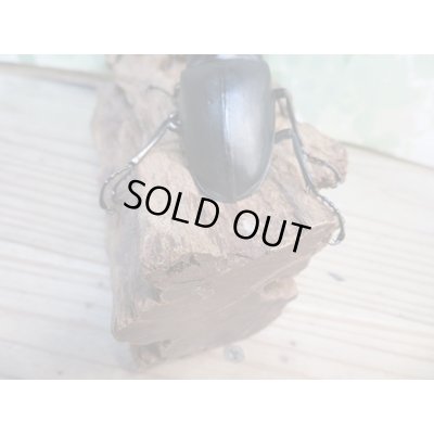 画像3: ☆新成虫☆ギラファノコギリクワガタ（亜種ケイスケ）♂104ミリ♀54ミリペア販売！！