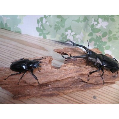 画像5: ☆新成虫☆ギラファノコギリクワガタ（亜種ダイスケ）♂103ミリ♀54ミリペア販売！！