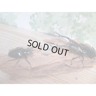 画像5: ☆新成虫☆ギラファノコギリクワガタ（亜種ダイスケ）♂103ミリ♀54ミリペア販売！！
