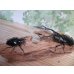 画像5: ☆新成虫☆ギラファノコギリクワガタ（亜種ダイスケ）♂103ミリ♀54ミリペア販売！！ (5)
