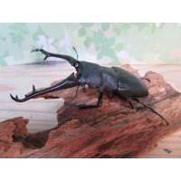 新成虫☆ホワイトアイ☆ギラファノコギリクワガタ（亜種ケイスケ）♂102ミリ♀53ミリペア販売！！