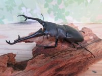新成虫☆ホワイトアイ☆ギラファノコギリクワガタ（亜種ケイスケ）♂102ミリ♀53ミリペア販売！！