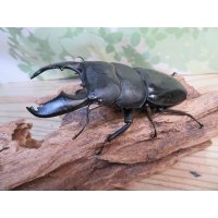 大型新成虫☆アチェ産☆スマトラオオヒラタクワガタ♂101ミリ♀52ミリペア販売！！