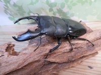 大型新成虫☆アチェ産☆スマトラオオヒラタクワガタ♂101ミリ♀52ミリペア販売！！