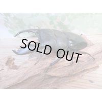 大型新成虫☆アチェ産☆スマトラオオヒラタクワガタ♂101ミリ♀53ミリペア販売！！