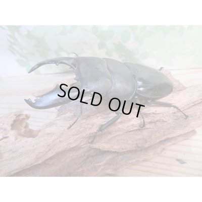 画像1: 大型新成虫☆アチェ産☆スマトラオオヒラタクワガタ♂101ミリ♀53ミリペア販売！！