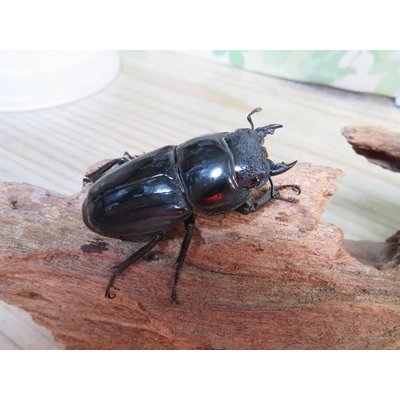 画像4: 新成虫☆F5☆アチェ産☆スマトラオオヒラタクワガタ♂88ミリ♀50ミリペア販売！！