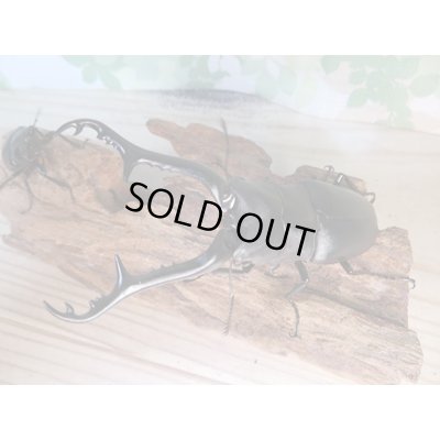 画像2: ☆新成虫☆ギラファノコギリクワガタ（亜種ケイスケ）♂100ミリ♀48ミリペア販売！！