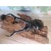 画像2: ☆新成虫☆ギラファノコギリクワガタ（亜種ケイスケ）♂100ミリ♀48ミリペア販売！！ (2)