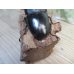 画像3: 大型新成虫☆アチェ産☆スマトラオオヒラタクワガタ♂101ミリ♀52ミリペア販売！！ (3)